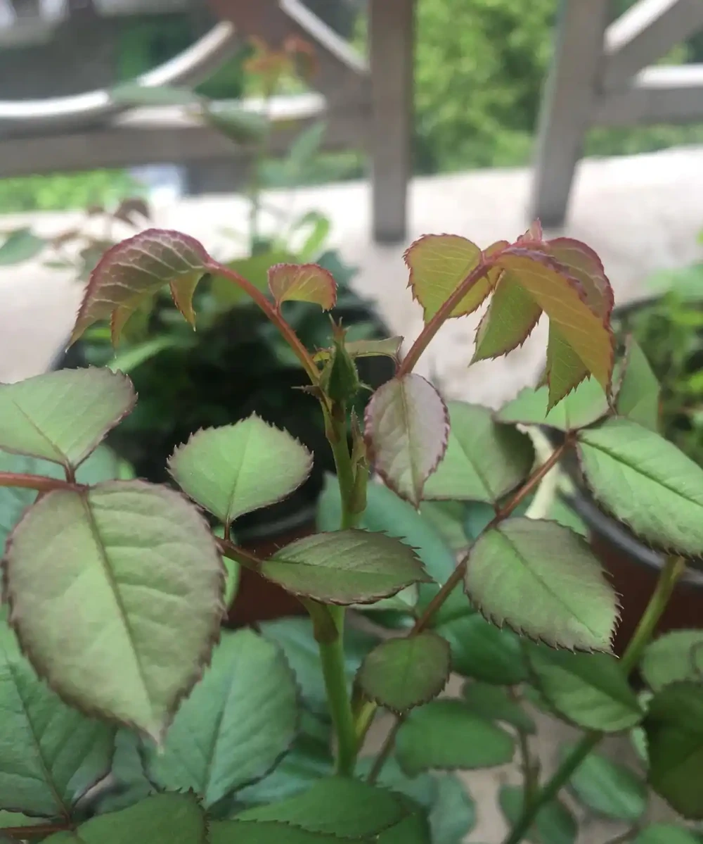 買的玫瑰老樁上盆抽芽展葉後，葉子逐漸枯萎了怎麼回事？