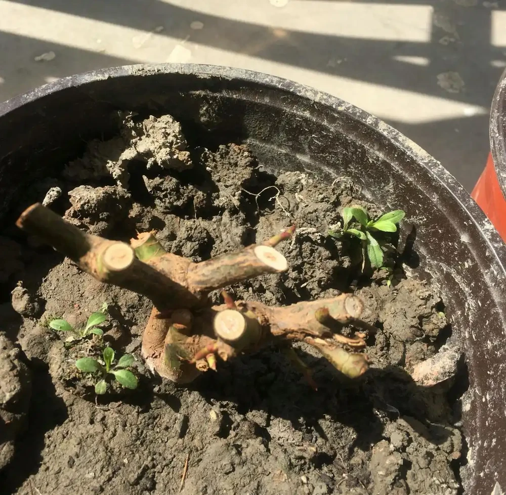 買的玫瑰老樁上盆抽芽展葉後，葉子逐漸枯萎了怎麼回事？