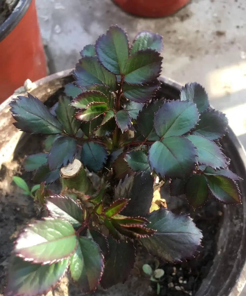 買的玫瑰老樁上盆抽芽展葉後，葉子逐漸枯萎了怎麼回事？