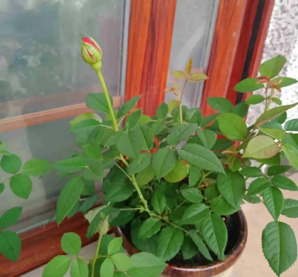 買的玫瑰老樁上盆抽芽展葉後，葉子逐漸枯萎了怎麼回事？