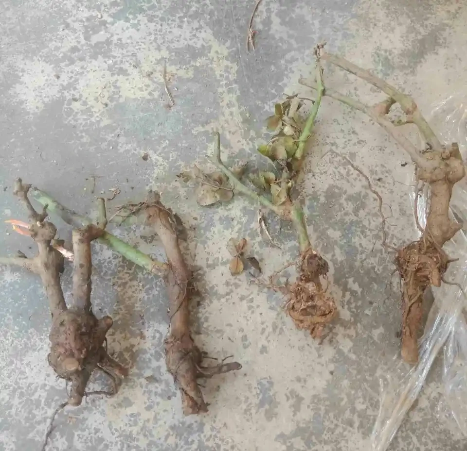 買的玫瑰老樁上盆抽芽展葉後，葉子逐漸枯萎了怎麼回事？