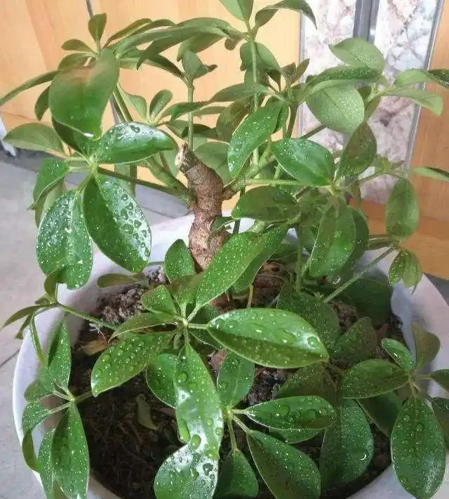 家養「招財樹」，一根孤零零？一刀下去，枝繁葉茂，財源廣進