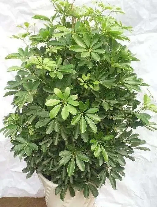 家養「招財樹」，一根孤零零？一刀下去，枝繁葉茂，財源廣進