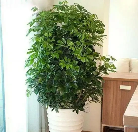 家養「招財樹」，一根孤零零？一刀下去，枝繁葉茂，財源廣進
