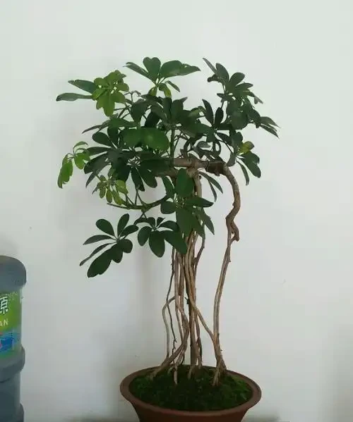 家養「招財樹」，一根孤零零？一刀下去，枝繁葉茂，財源廣進