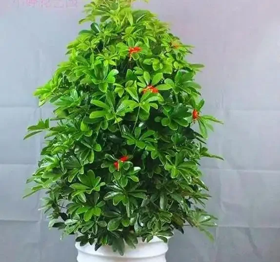 家養「招財樹」，一根孤零零？一刀下去，枝繁葉茂，財源廣進