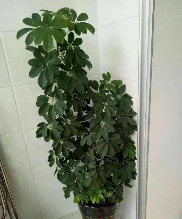 家養「招財樹」，一根孤零零？一刀下去，枝繁葉茂，財源廣進