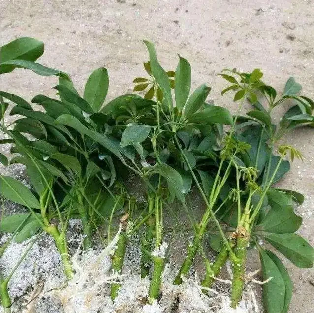家養「招財樹」，一根孤零零？一刀下去，枝繁葉茂，財源廣進