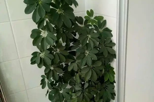 家養「招財樹」，一根孤零零？一刀下去，枝繁葉茂，財源廣進