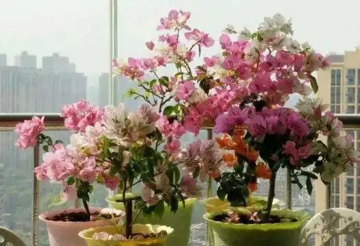 家庭養九重葛,六七月份花敗後,「強剪」還是「輕剪」,別搞錯了