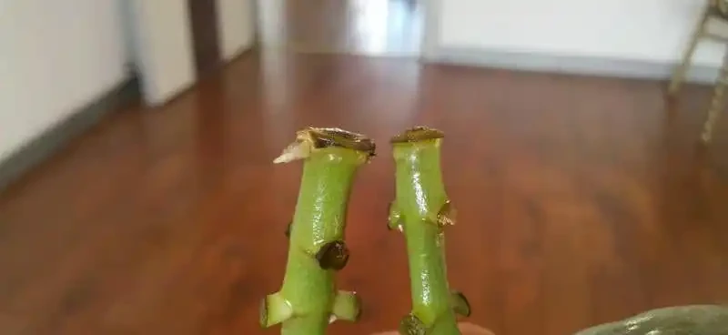 根更長了,比對枝條還是沒有動靜。長根