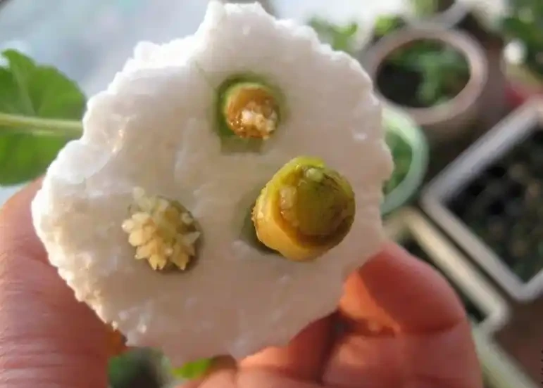 看看長根情況