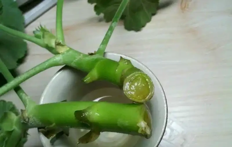 插枝最好的方法原來是要剪對地方,以前的教科書都錯了嗎