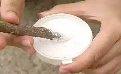 插枝最好的方法原來是要剪對地方,以前的教科書都錯了嗎