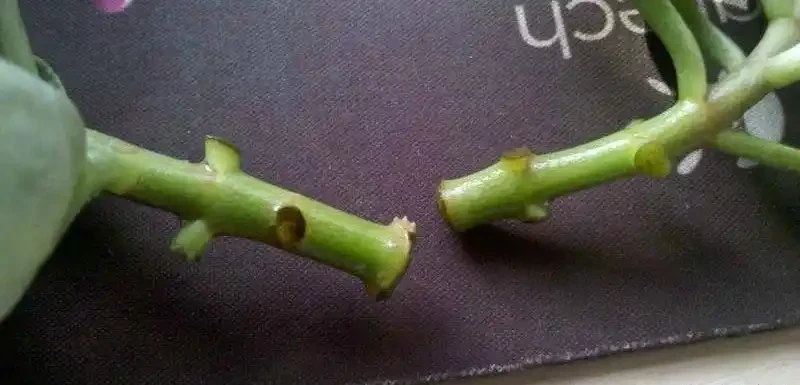 插枝最好的方法原來是要剪對地方,以前的教科書都錯了嗎