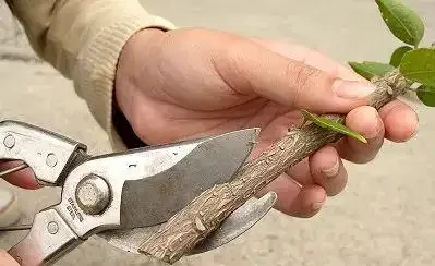 插枝最好的方法原來是要剪對地方,以前的教科書都錯了嗎