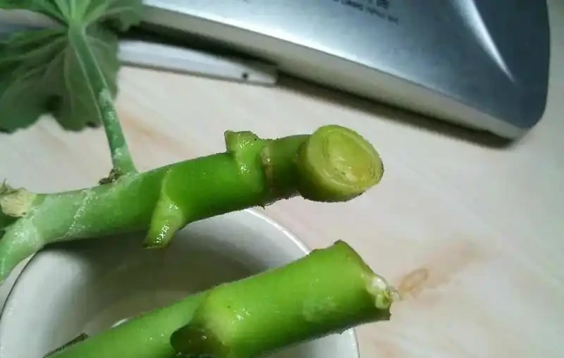 插枝最好的方法原來是要剪對地方,以前的教科書都錯了嗎