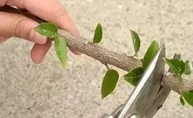 插枝最好的方法原來是要剪對地方,以前的教科書都錯了嗎