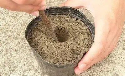 插枝最好的方法原來是要剪對地方,以前的教科書都錯了嗎