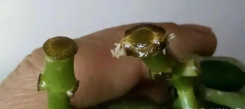對比發根情況