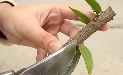 插枝最好的方法原來是要剪對地方,以前的教科書都錯了嗎