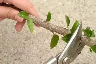插枝最好的方法原來是要剪對地方，以前的教科書都錯了嗎