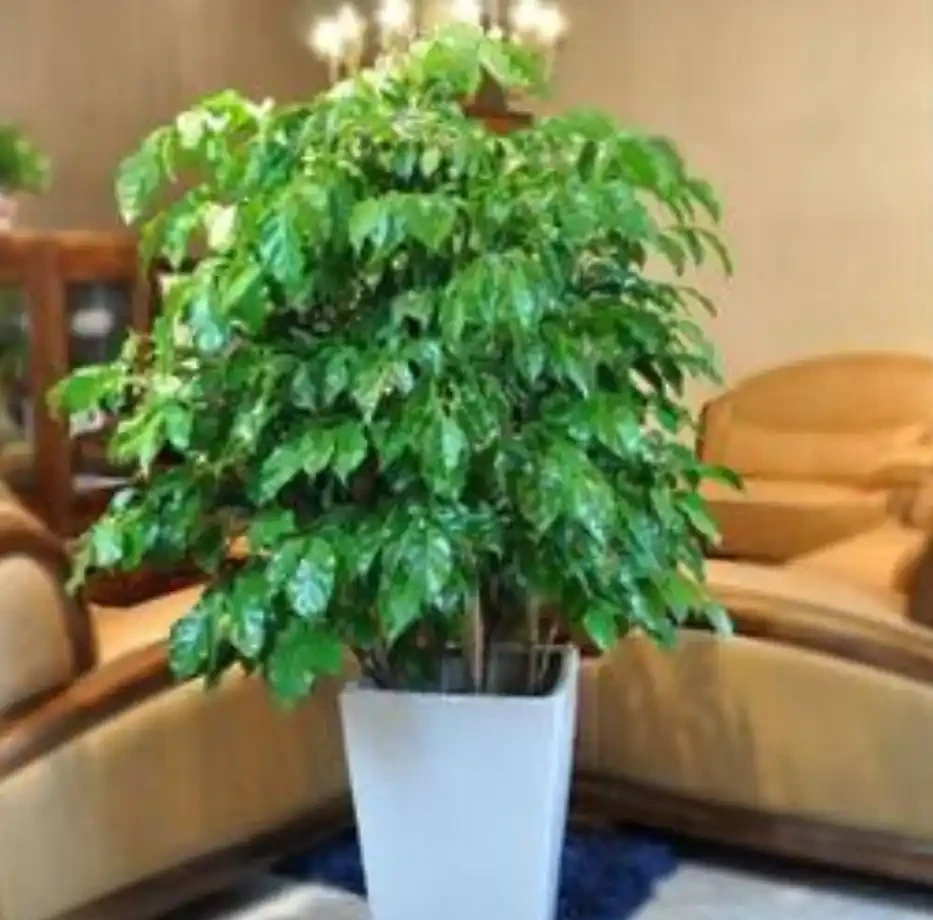 幸福樹總是葉片焦枯，落葉嚴重，找到解決辦法，葉片翠綠長勢旺