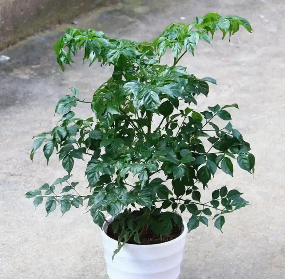 幸福樹總是葉片焦枯，落葉嚴重，找到解決辦法，葉片翠綠長勢旺
