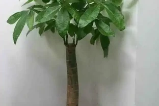 室內養護發財樹，澆水這個「量」，不腐根，不黃葉，越長越油亮