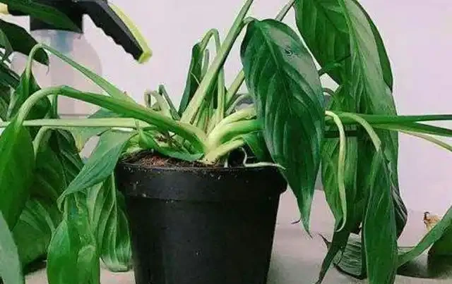 花卉正確施肥你都瞭解嗎？掌握不好方法，反而對花卉形成傷害