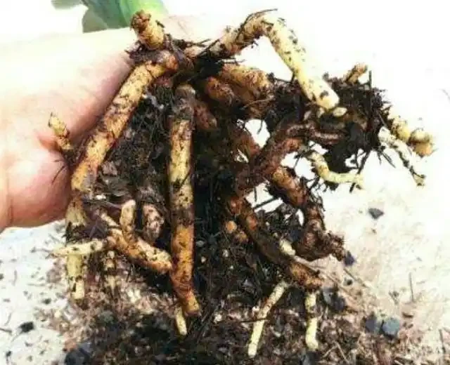 花卉正確施肥你都瞭解嗎？掌握不好方法，反而對花卉形成傷害