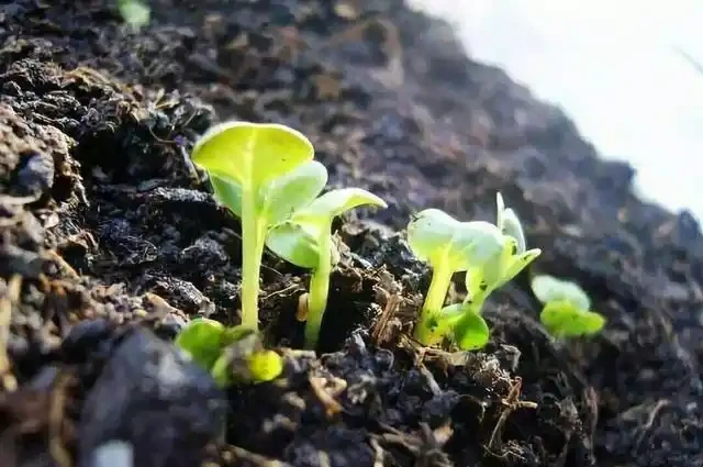 花卉正確施肥你都瞭解嗎？掌握不好方法，反而對花卉形成傷害