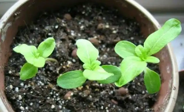 花卉正確施肥你都瞭解嗎？掌握不好方法，反而對花卉形成傷害