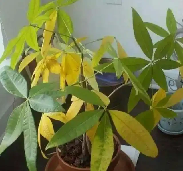 花卉正確施肥你都瞭解嗎？掌握不好方法，反而對花卉形成傷害