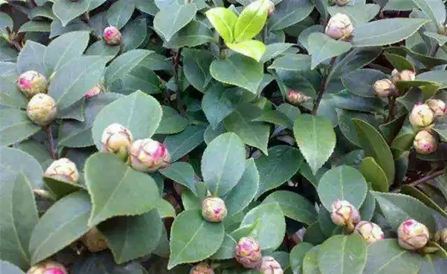 花卉正確施肥你都瞭解嗎？掌握不好方法，反而對花卉形成傷害