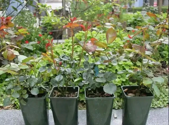 花卉正確施肥你都瞭解嗎？掌握不好方法，反而對花卉形成傷害