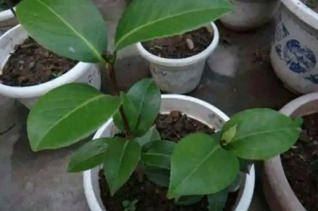 花卉正確施肥你都瞭解嗎？掌握不好方法，反而對花卉形成傷害
