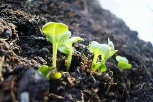 花卉正確施肥你都瞭解嗎？掌握不好方法，反而對花卉形成傷害