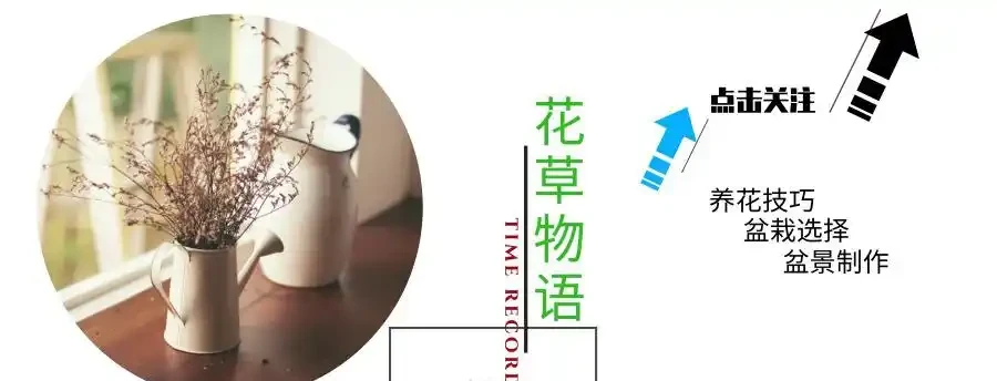 新買的玫瑰老樁,新葉片老是「幹尖」咋回事呀?教你3招、保服介質