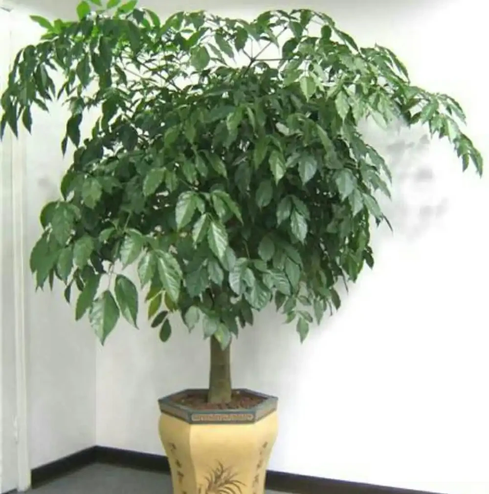 夏季幸福樹葉子枯萎，是這幾個方面出問題了，應及時採取措施！