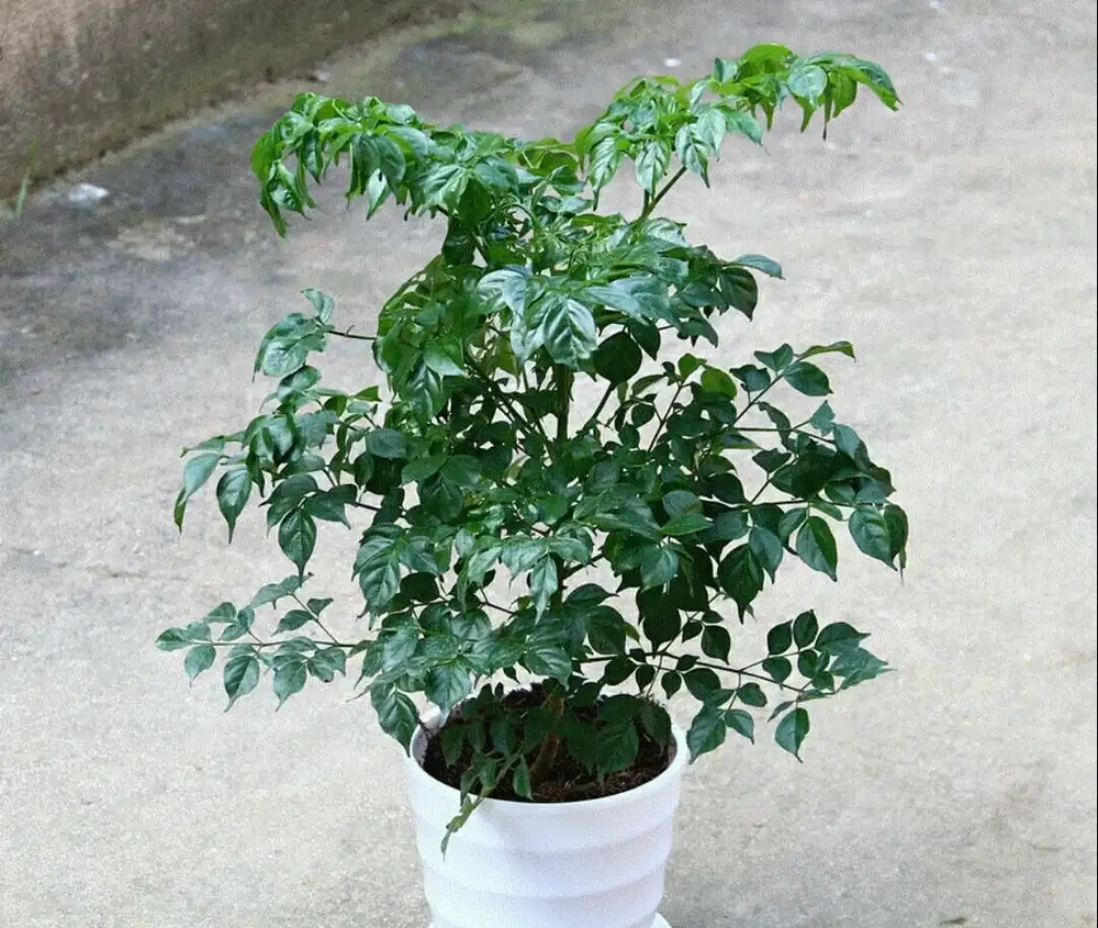 夏季幸福樹葉子枯萎，是這幾個方面出問題了，應及時採取措施！