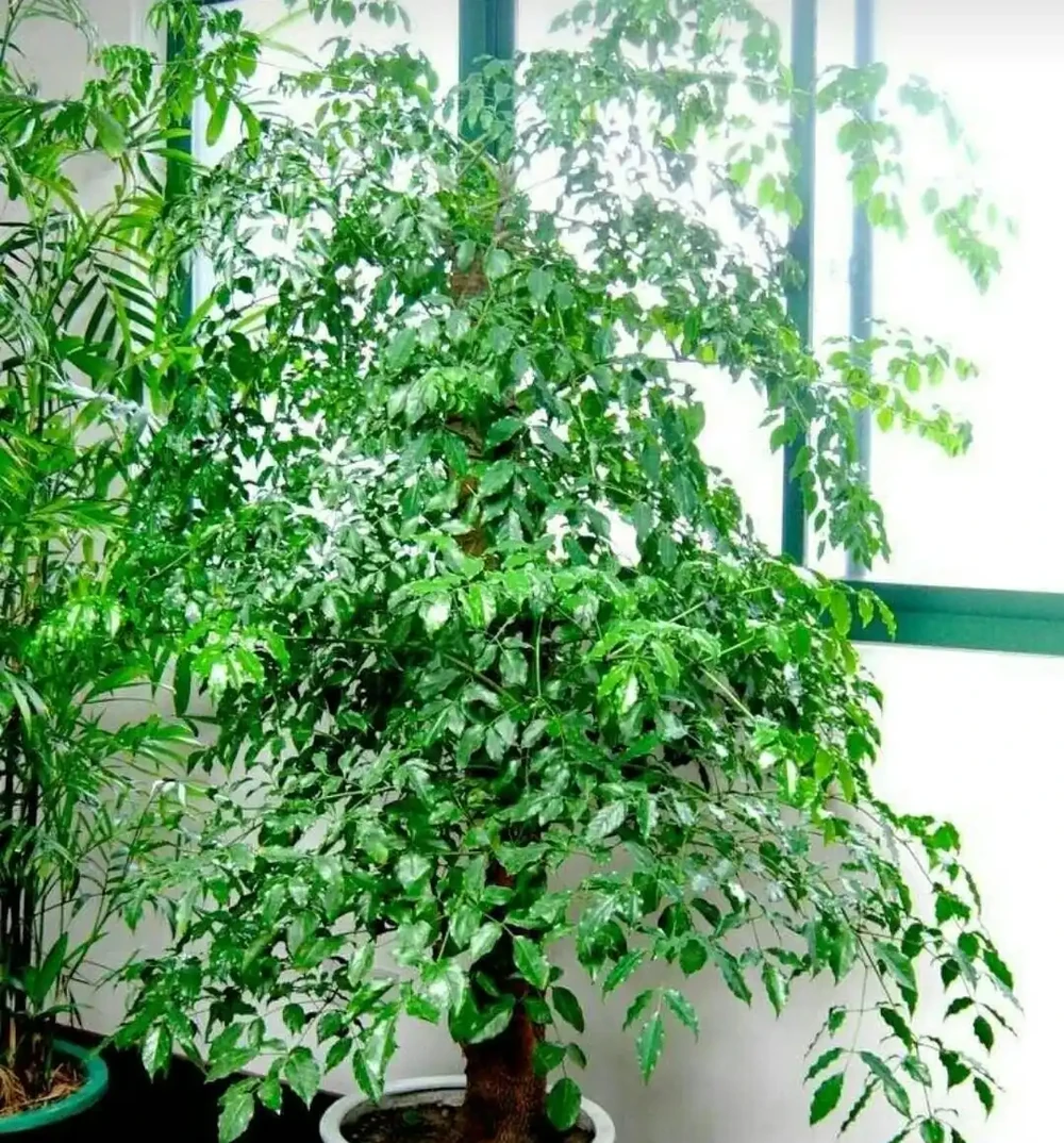 夏季幸福樹葉子枯萎，是這幾個方面出問題了，應及時採取措施！