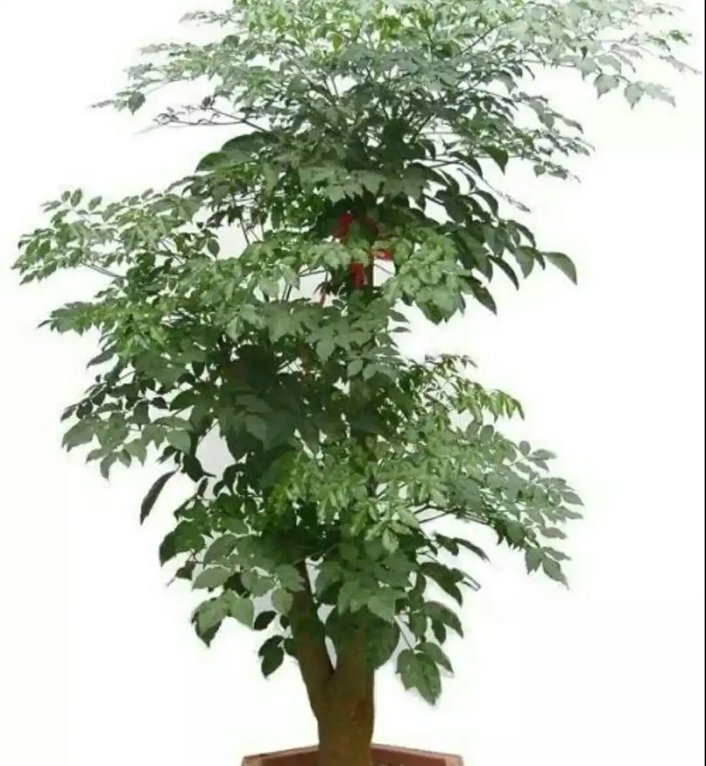 夏季幸福樹葉子枯萎，是這幾個方面出問題了，應及時採取措施！