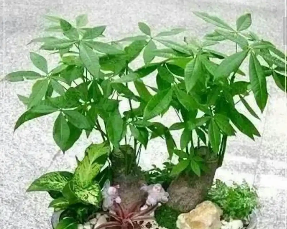 家中養發財樹,要掌握這些養護方法,才能長得繁茂,增加觀賞效果