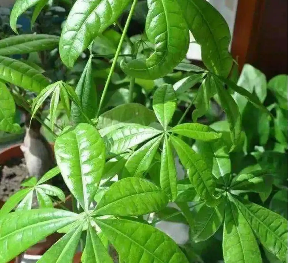 家中養發財樹,要掌握這些養護方法,才能長得繁茂,增加觀賞效果