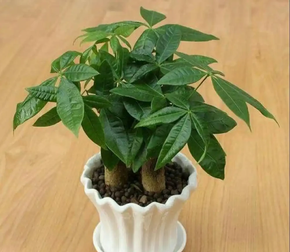 家中養發財樹,要掌握這些養護方法,才能長得繁茂,增加觀賞效果