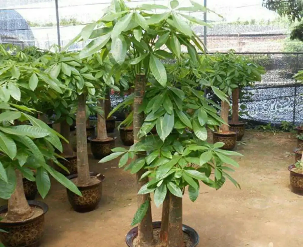 家中養發財樹,要掌握這些養護方法,才能長得繁茂,增加觀賞效果