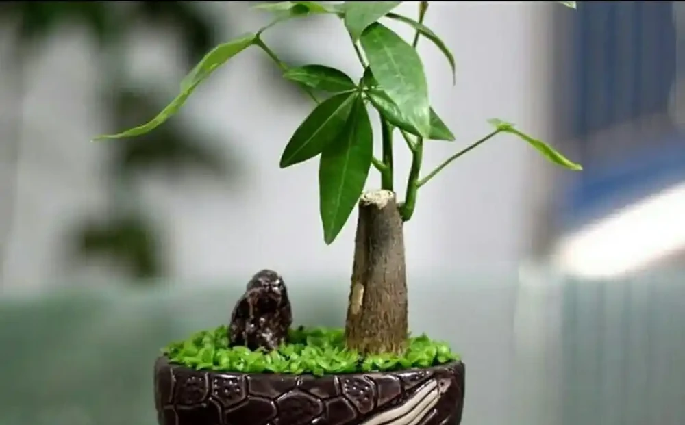 家中養發財樹,要掌握這些養護方法,才能長得繁茂,增加觀賞效果