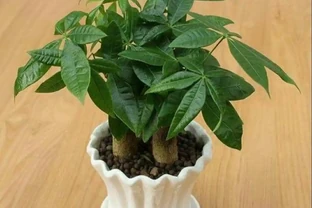 家中養發財樹，要掌握這些養護方法，才能長得繁茂，增加觀賞效果