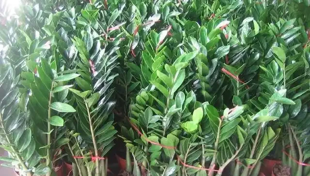 雪鐵芋葉子黃怎麼回事 記住這3招快速補救雪鐵芋葉黃